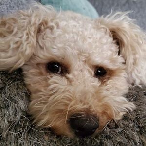 Meet your Posher, Liz